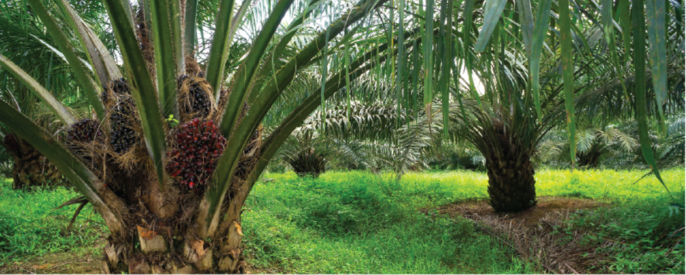 Sustainable palm oil supplies